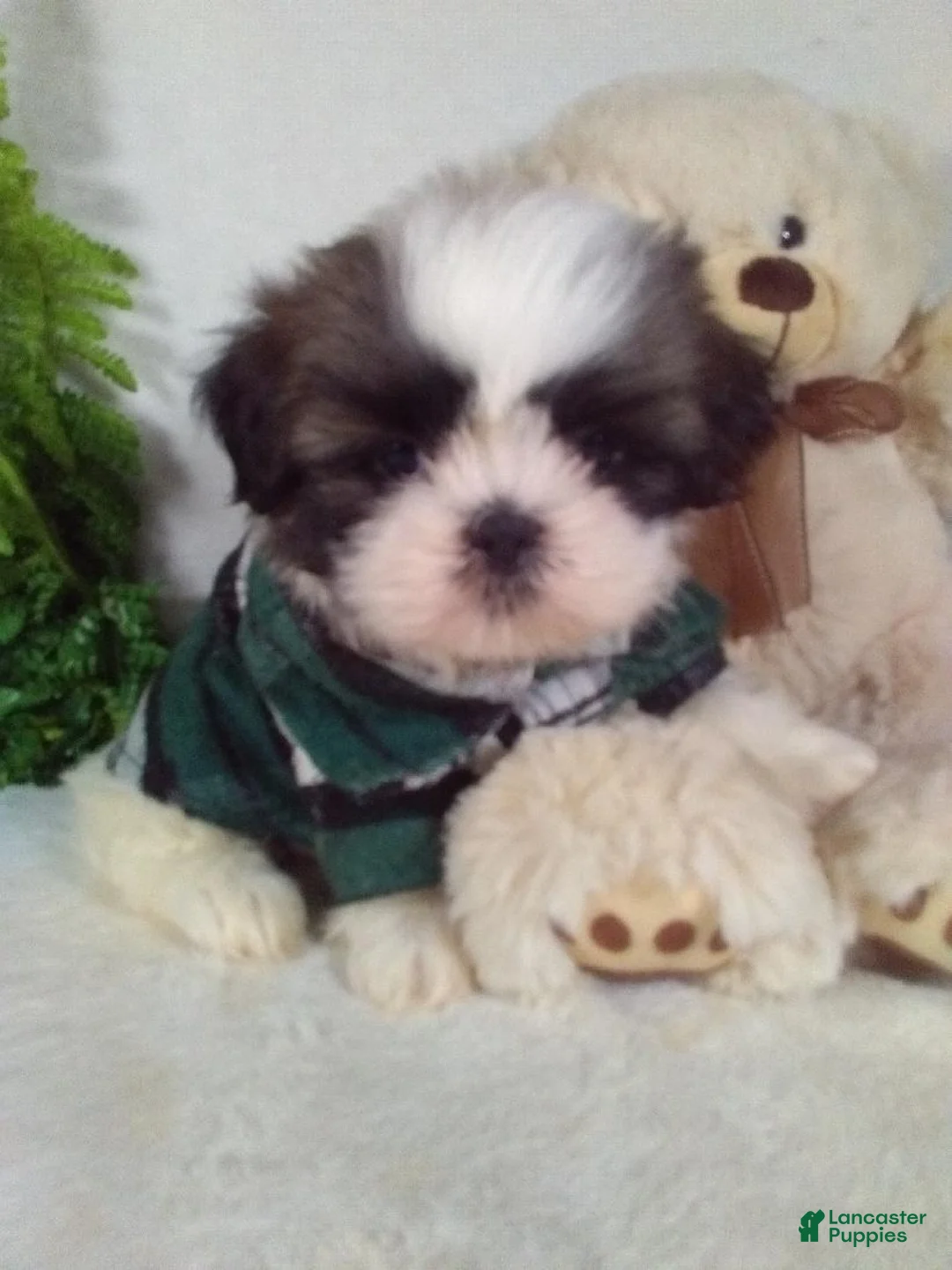 Shih Tzu dogs for sale: Axel  - Ad 2
