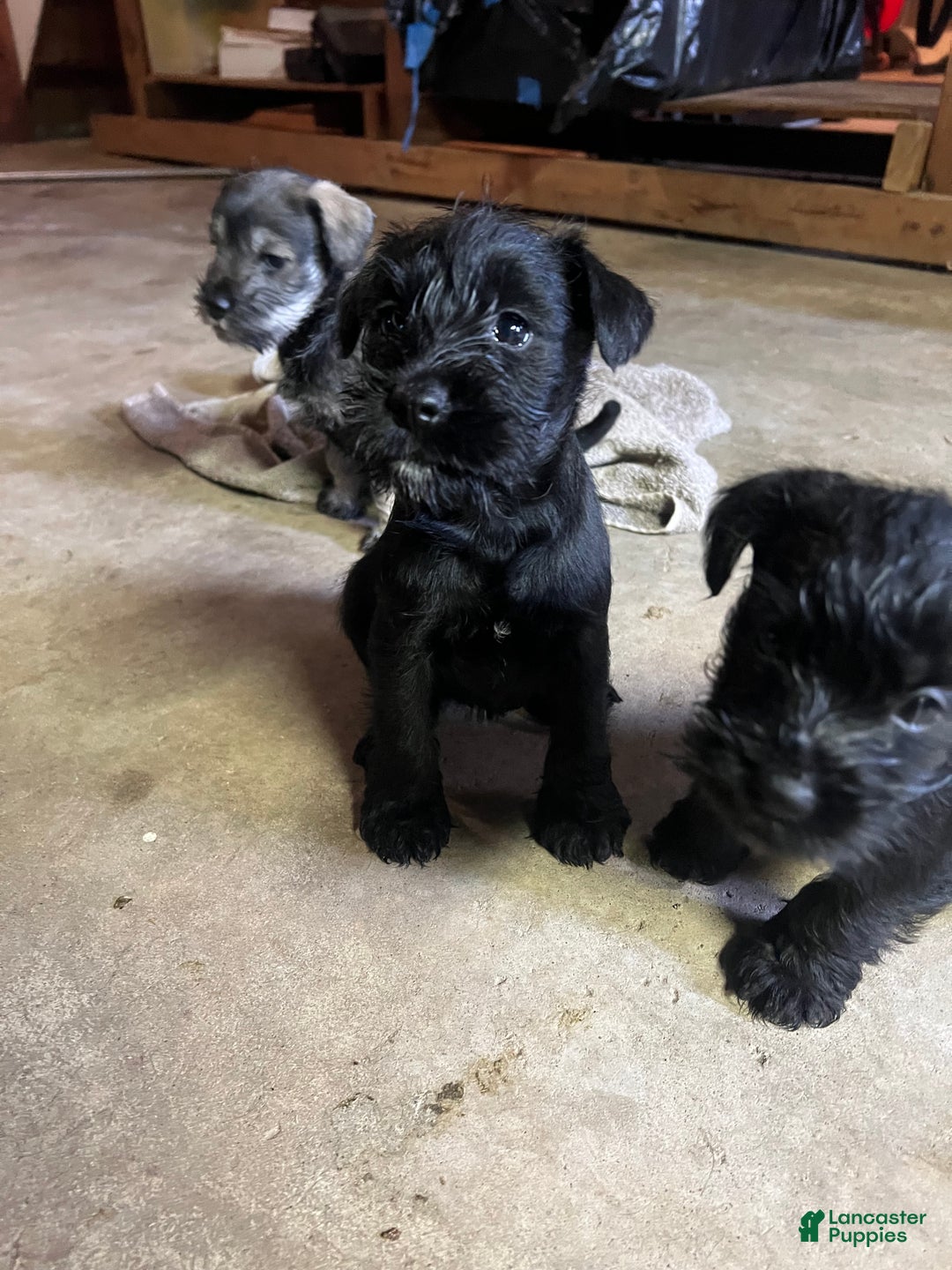 Miniature Schnauzer dogs for sale: Margo  - Ad 4