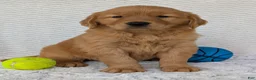 Golden Retriever dogs for sale: Domino  - Ad 2