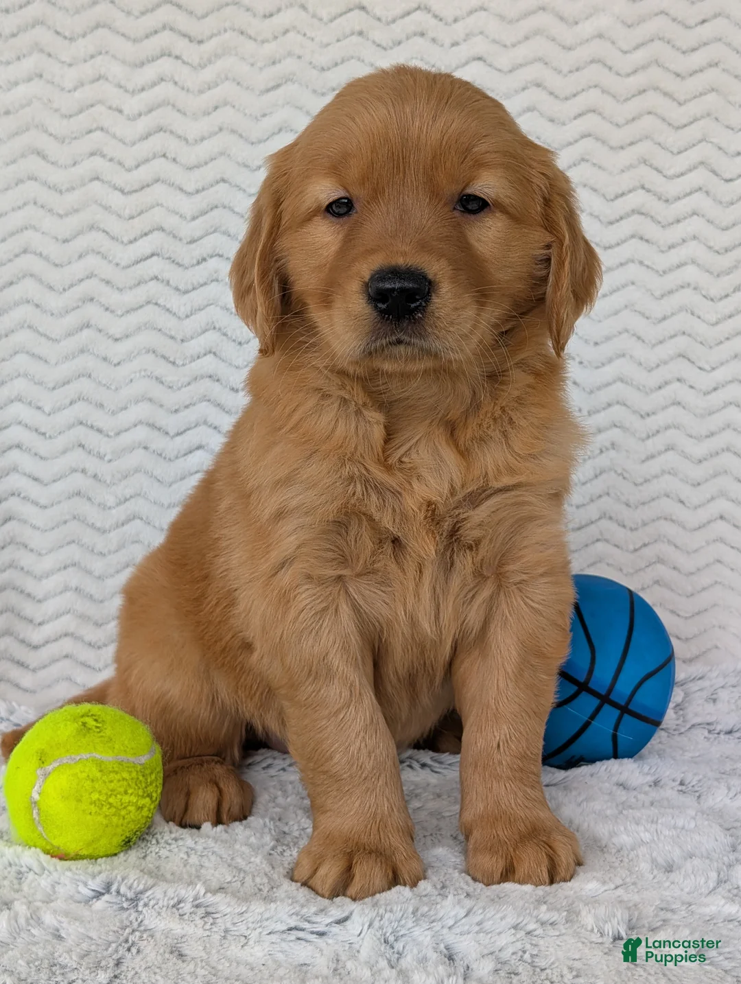 Golden Retriever dogs for sale: Domino  - Ad 2
