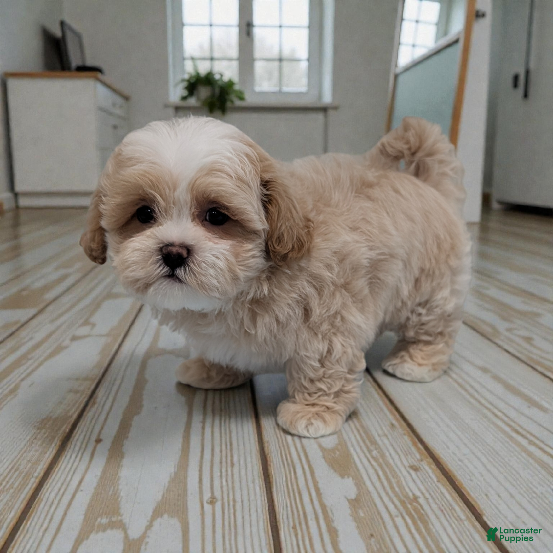 Shihpoo dogs for sale: Blake - Ad 2