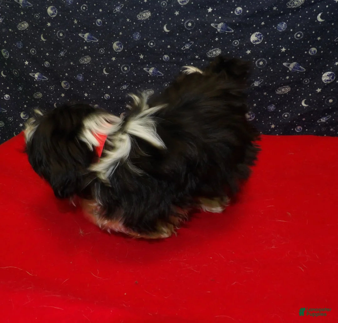 Shih Tzu dogs for sale: Margaret - Ad 2
