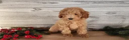 Mini Goldendoodle dogs for sale: Indy - Ad 9