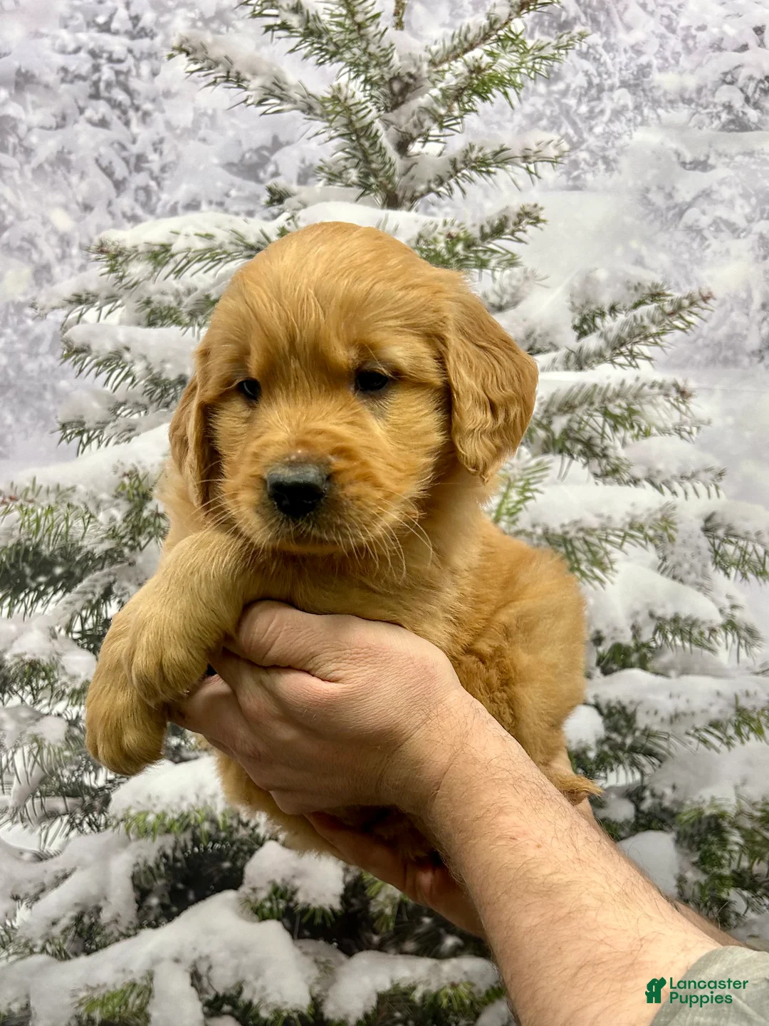 Golden Retriever dogs for sale: Duke  - Ad 9
