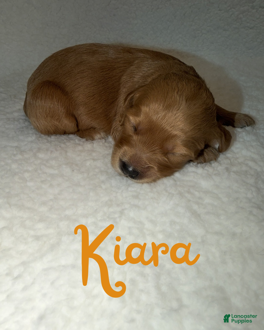 Goldendoodle dogs Kiara - Ad 2