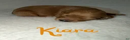 Goldendoodle dogs for sale: Kiara - Ad 1
