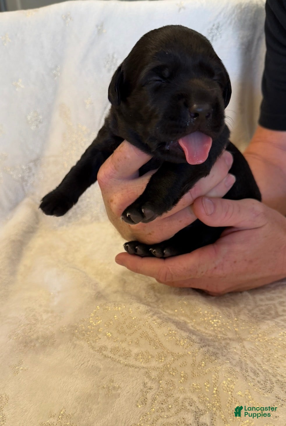 Labrador Retriever dogs Labrador Retriever 10 - Ad 1