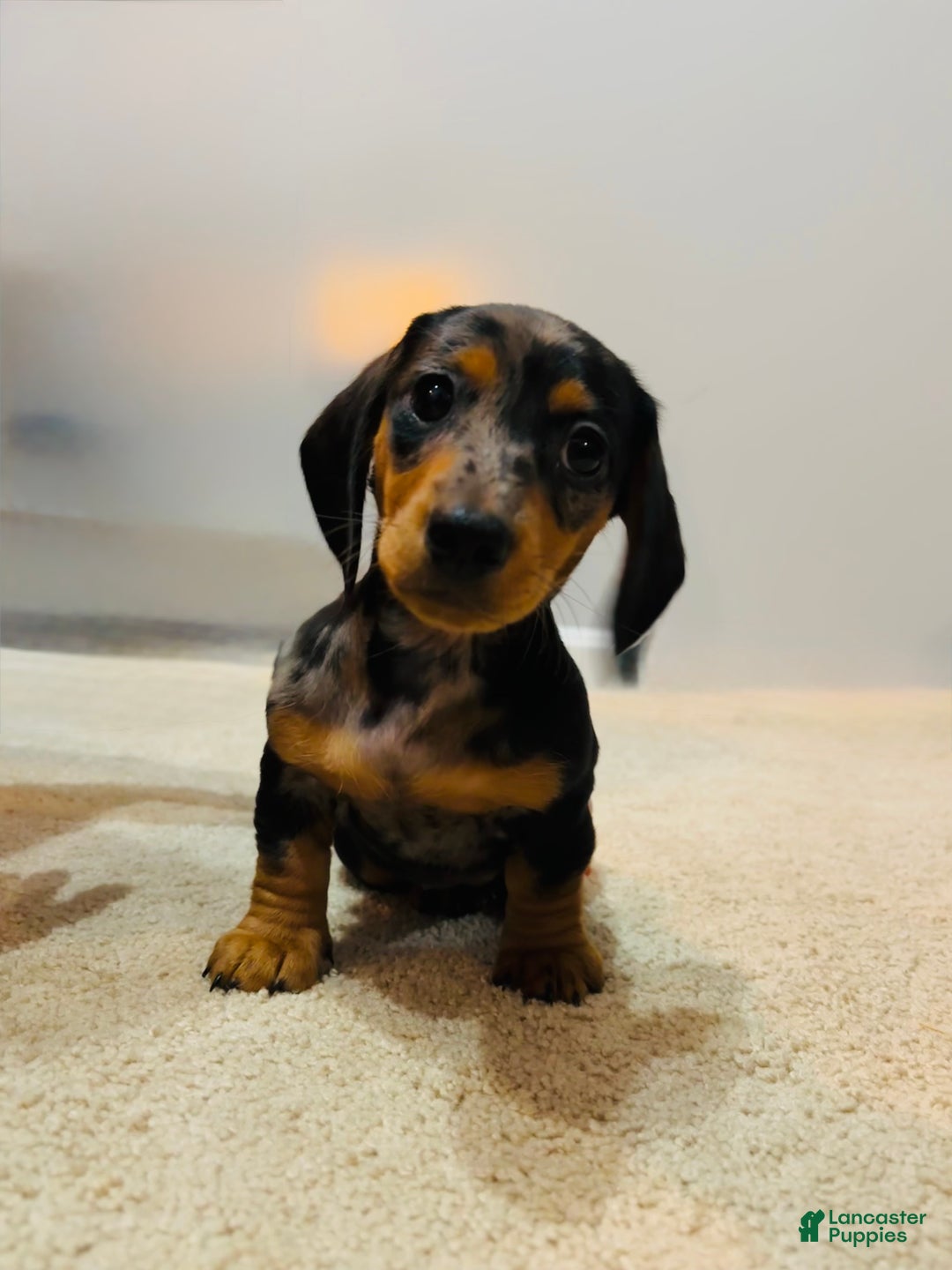 Miniature Dachshund dogs for sale: Posie Girl  - Ad 1