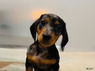 Miniature Dachshund dogs Posie Girl - Ad 15