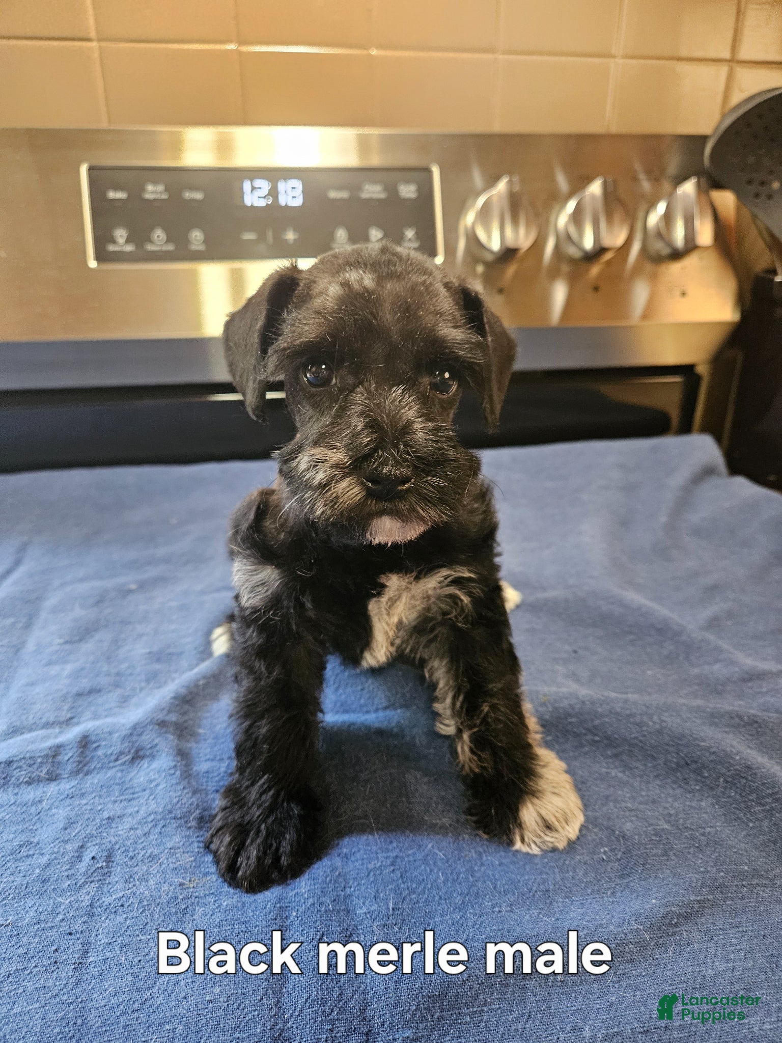 Miniature Schnauzer dogs Black merle male - Ad 1