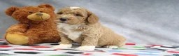 Mini Goldendoodle dogs for sale: Cyrus - Ad 3