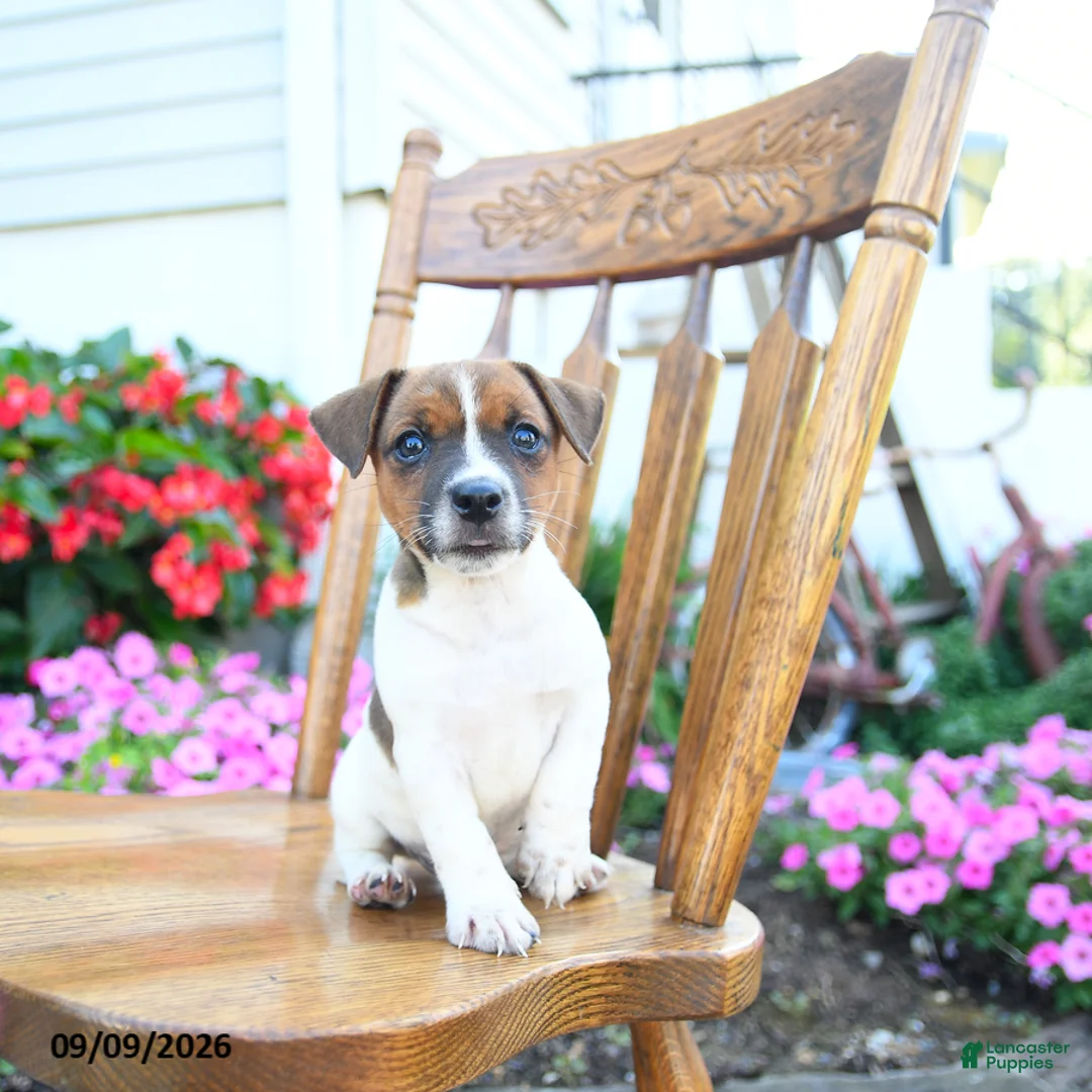 Jack Russell Terrier dogs for sale: Mint chip - Ad 2