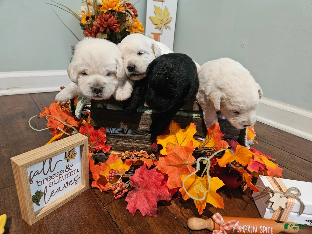 Labradoodle dogs for sale: White Male Labradoodle - Ad 8