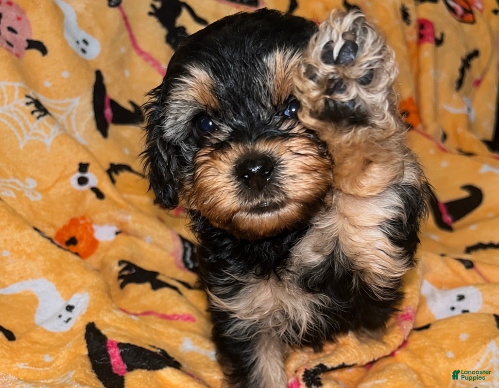 Yorkiepoo dogs for sale: Mary ann - Ad 24