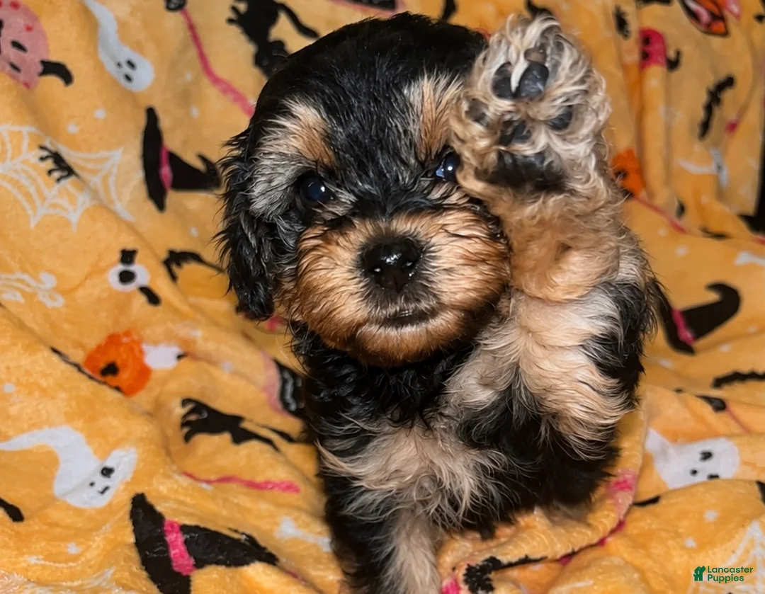 Yorkiepoo dogs for sale: Mary ann - Ad 1