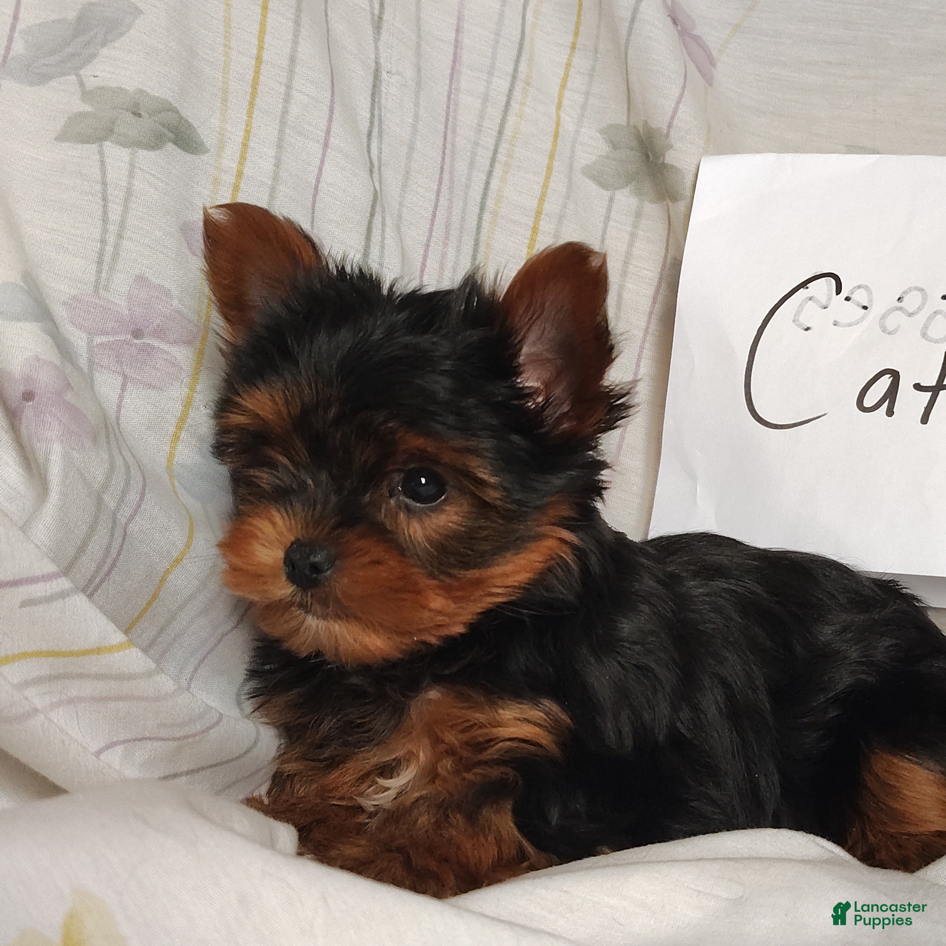 Yorkshire Terrier dogs Catrina - Ad 12