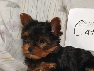 Yorkshire Terrier dogs Catrina - Ad 2