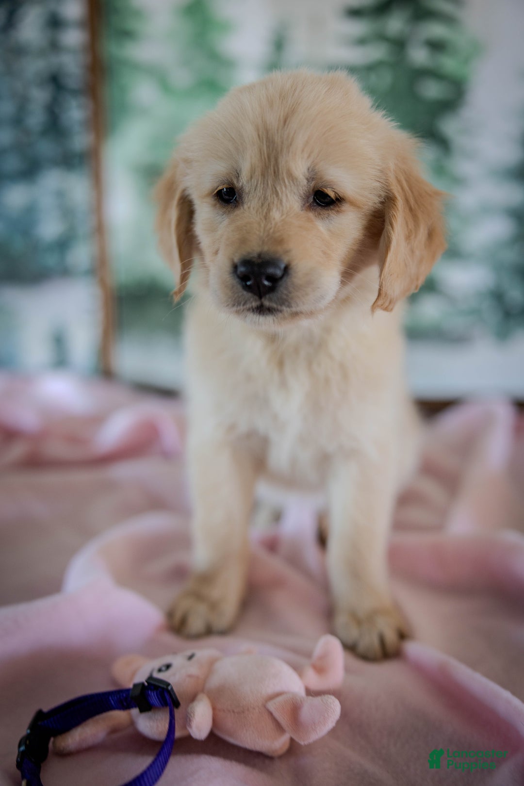 Golden Retriever dogs for sale: Purple - Ad 6
