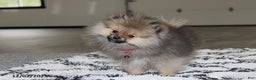 Pomeranian dogs for sale: Major - Ad 1