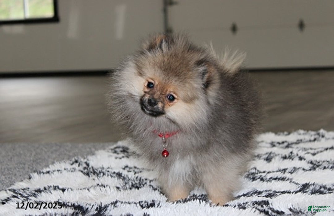 Pomeranian dogs for sale: Major - Ad 1