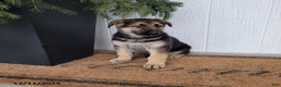 German Shepherd dogs for sale: Max - Ad 1
