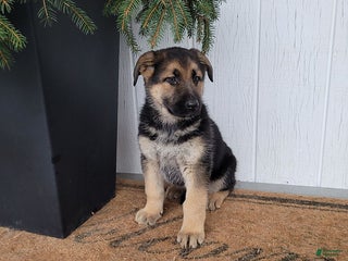 German Shepherd dogs Max - Ad 25