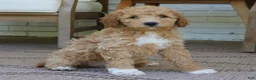 Mini Goldendoodle dogs for sale: Tally  - Ad 4