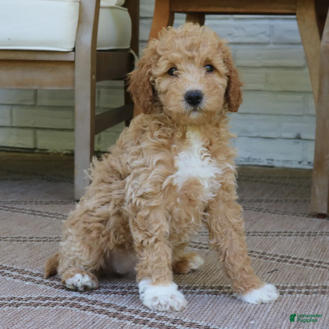 Mini Goldendoodle dogs for sale: Tally  - Ad 4