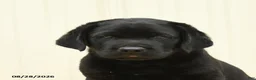 Labrador Retriever dogs for sale: Scout - Ad 4