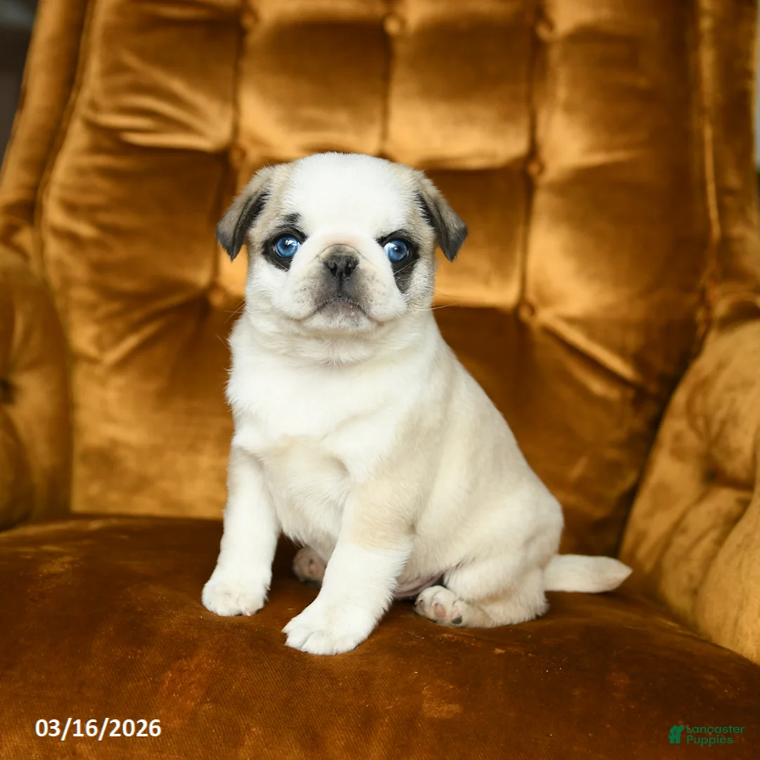 Pug dogs for sale: Max - Ad 1