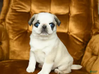 Pug dogs for sale: Max - Ad 2