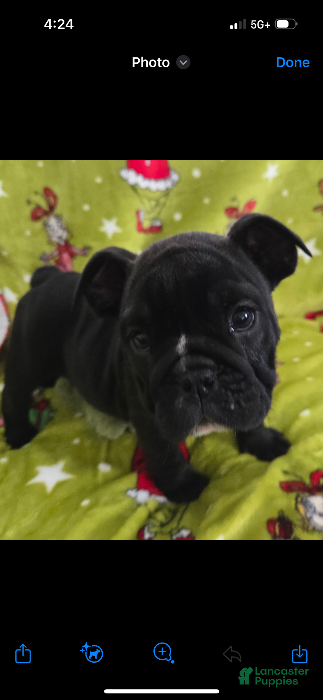 English Bulldog dogs for sale: Lucy - Ad 11