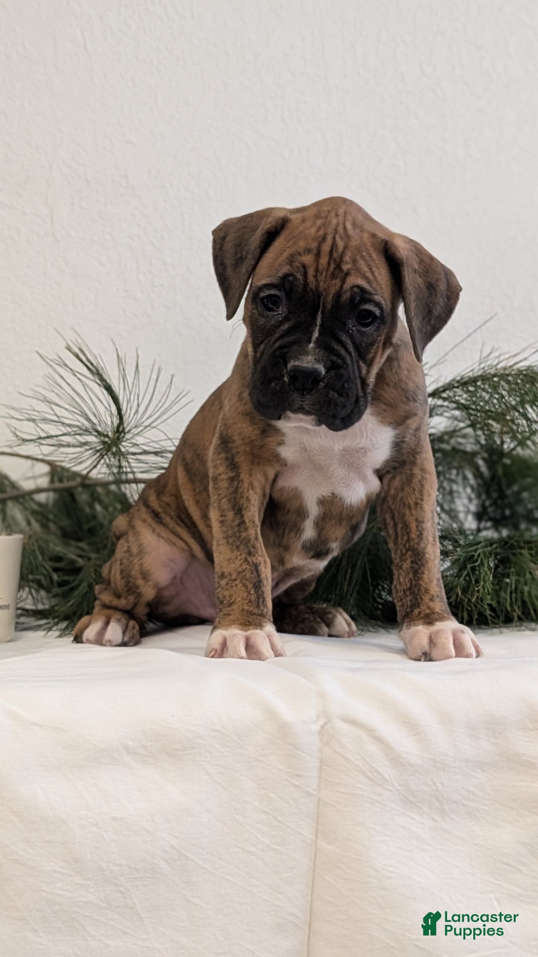 Boxer dogs for sale: Falcon - Ad 3