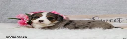 Mini Bernedoodle dogs for sale: Kiana - Ad 9
