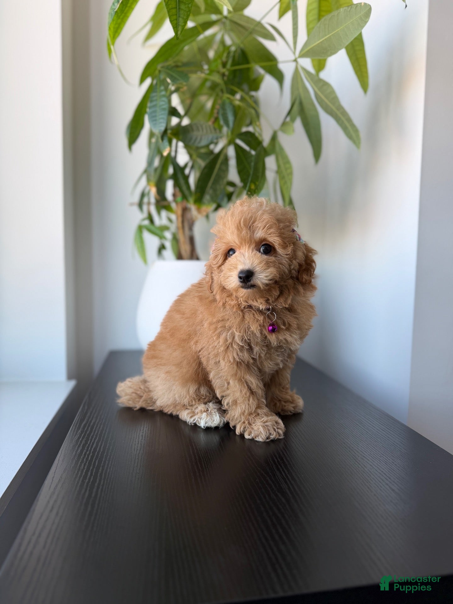 Mixed Breed dogs Tinker  - Ad 3