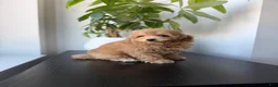 Mixed Breed dogs for sale: Tinker  - Ad 1
