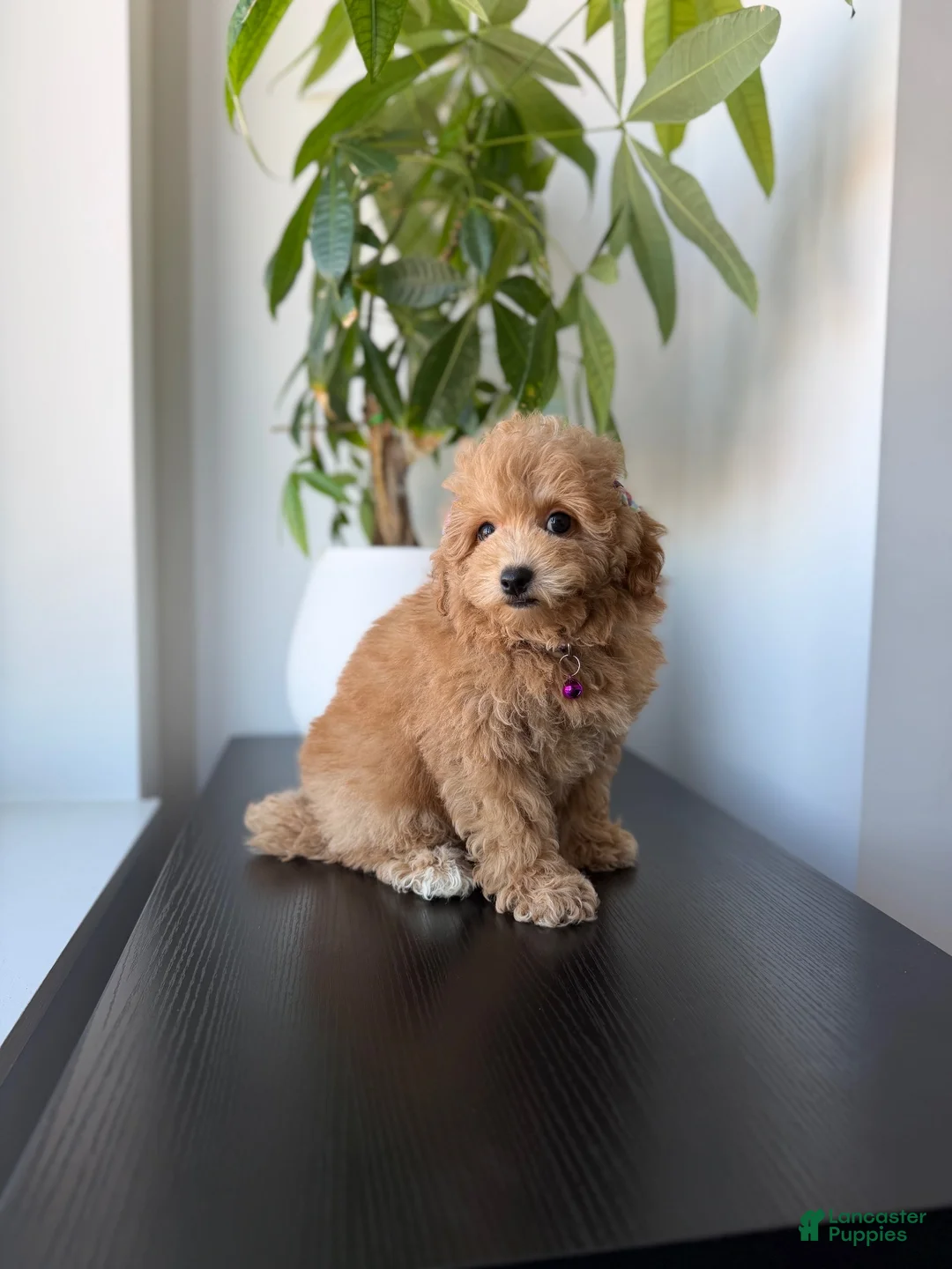 Mixed Breed dogs for sale: Tinker  - Ad 1