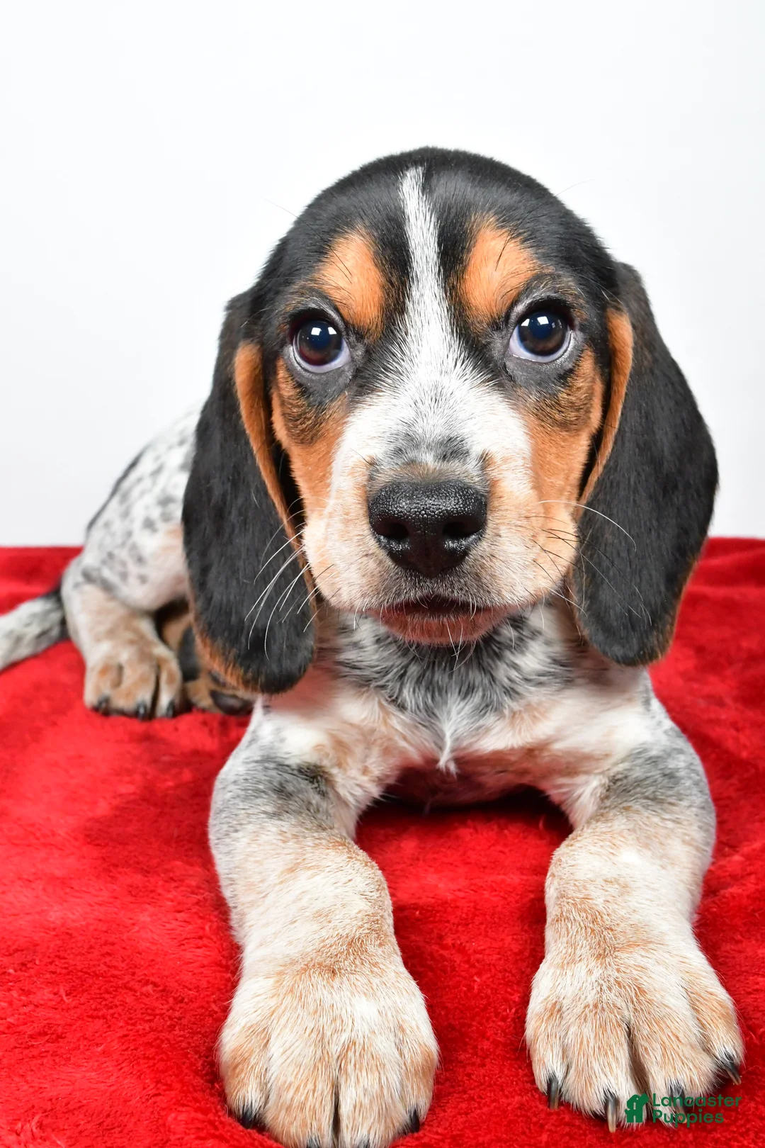 Beagle dogs for sale: Ronald - Ad 5
