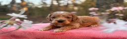 Cockapoo dogs for sale: Sebastian - Ad 3