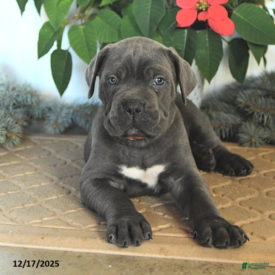 Cane Corso dogs for sale: Falala - Ad 4