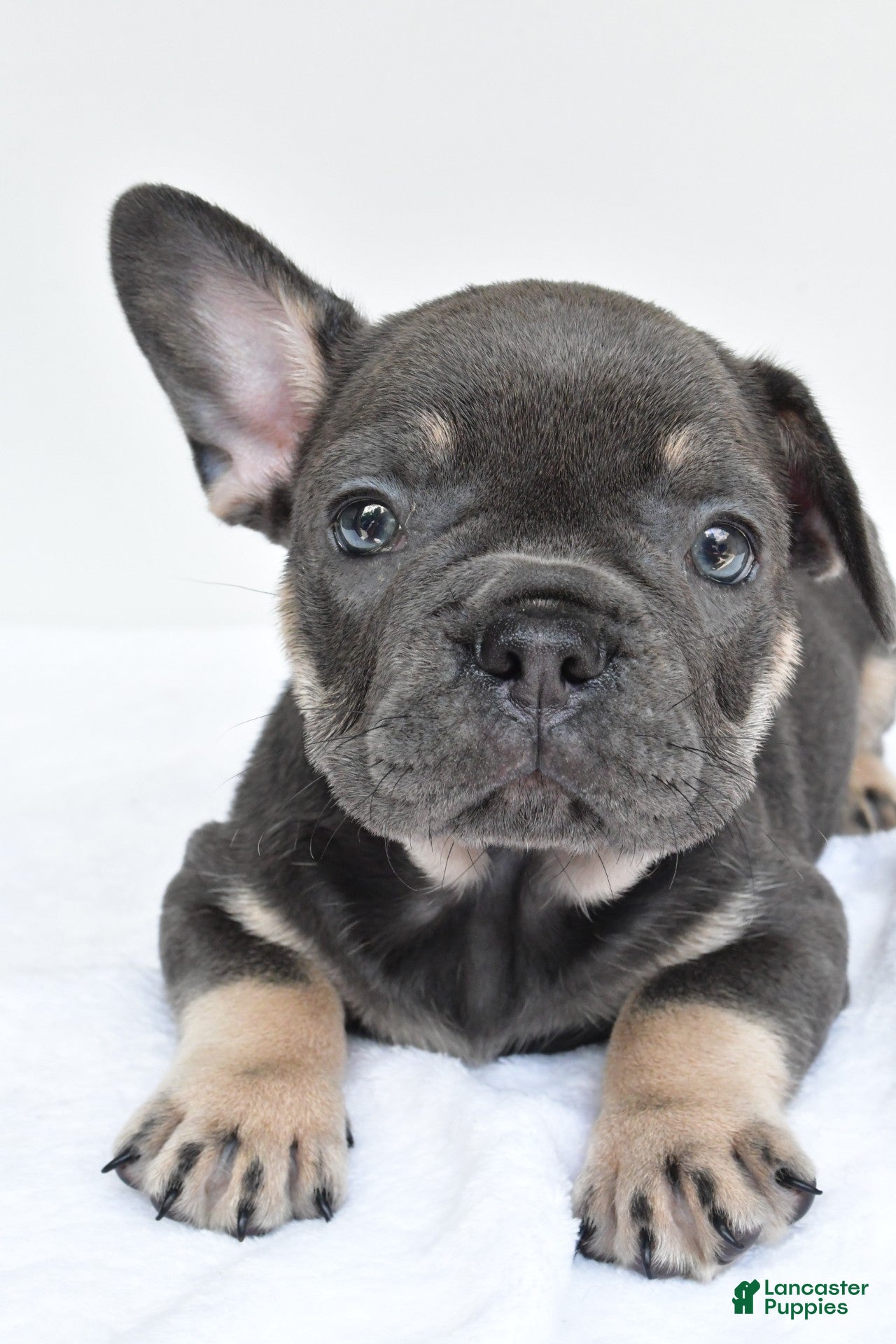 French Bulldog dogs rocco - Ad 2