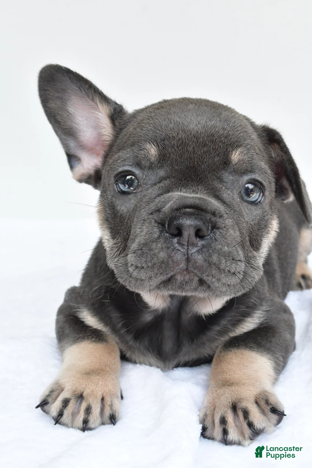 French Bulldog dogs for sale: rocco - Ad 2