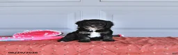 Mixed Breed dogs for sale: Abby - Ad 4