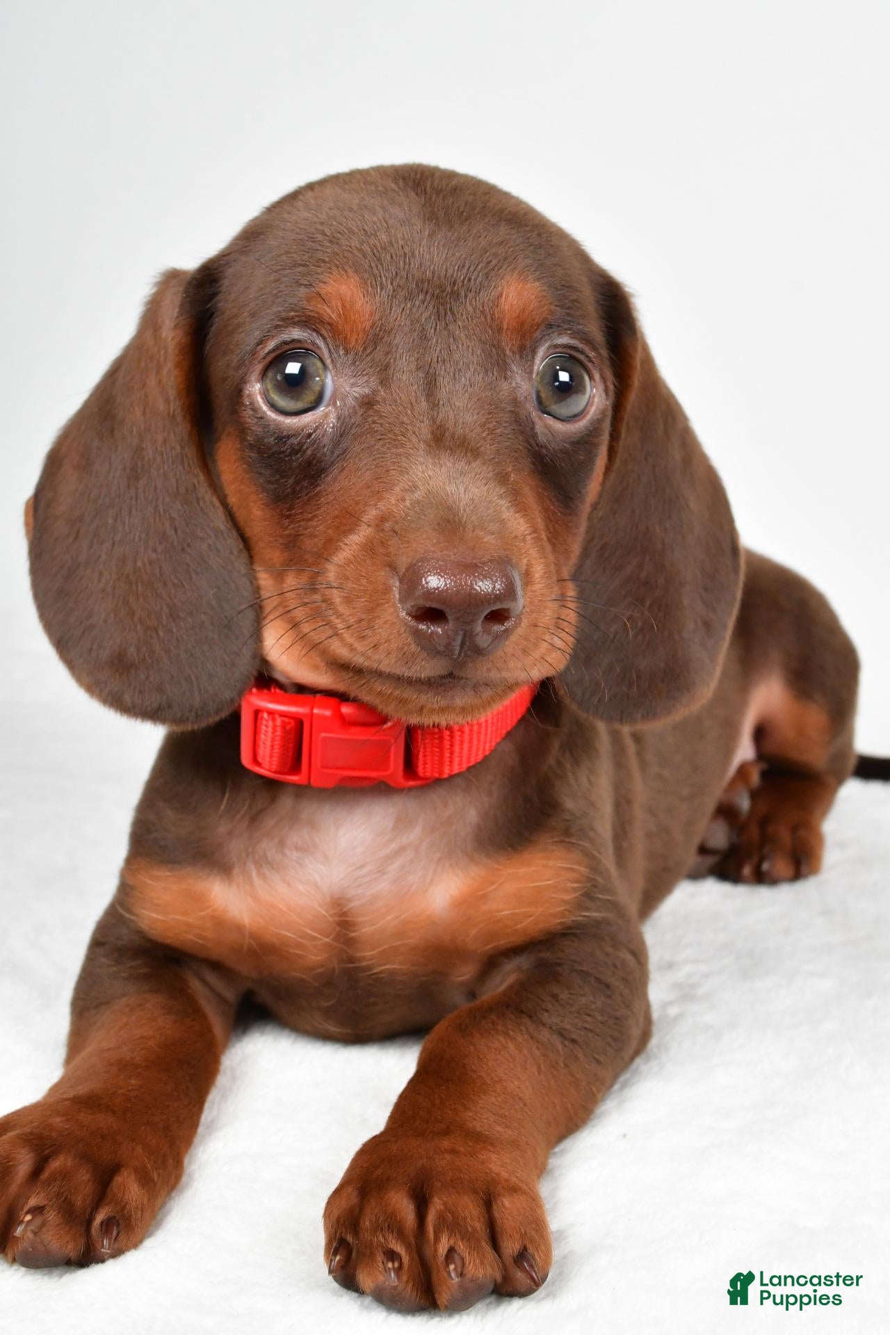 Miniature Dachshund dogs Avery - Ad 1