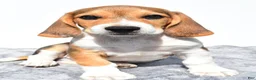 Beagle dogs for sale: Marty - Ad 3