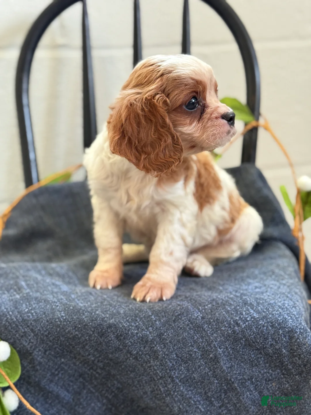Cavalier King Charles Spaniel dogs for sale: Noble - Ad 2