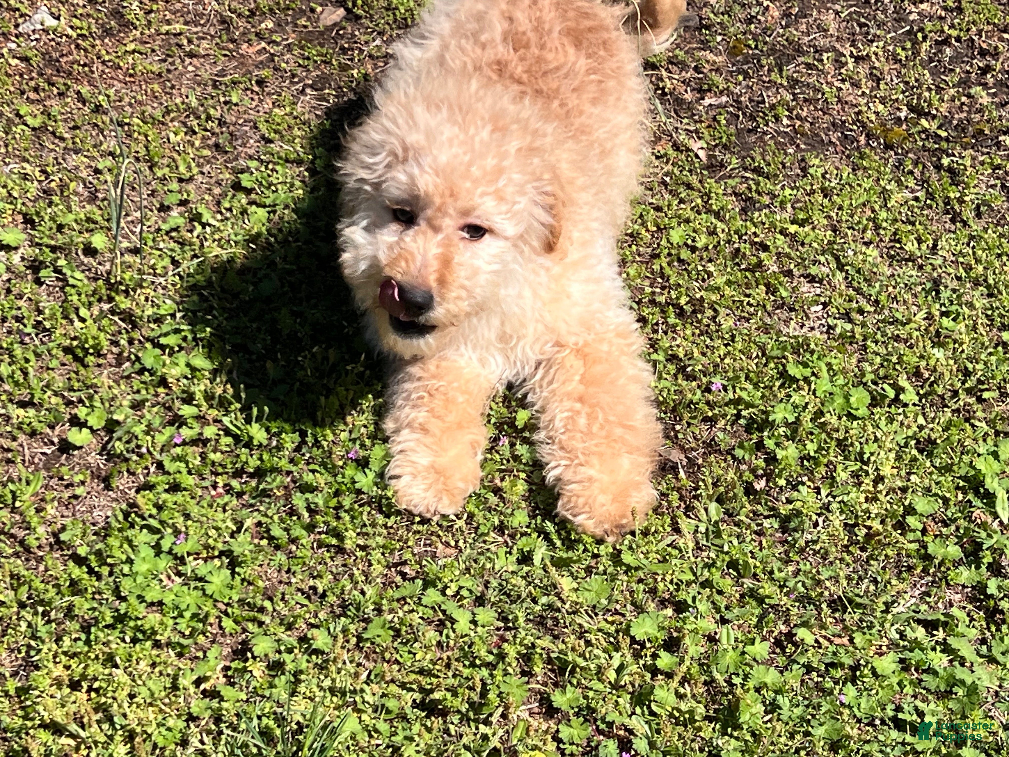 Goldendoodle dogs Goldendoodle Puppy 2 - Ad 1