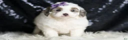 Mini Goldendoodle dogs for sale: Hannah - Ad 5