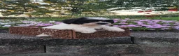 Teddy Bear dogs for sale: Dakota - Ad 9