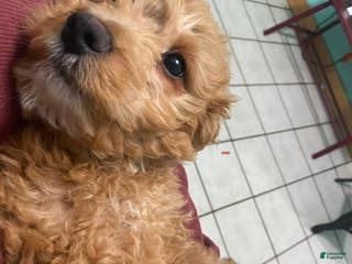 Mini Goldendoodle dogs Mini Goldendoodle Puppy Nick - Ad 16